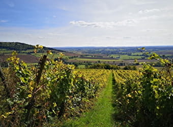 Vignoble de Villaines-Viserny - VISERNY