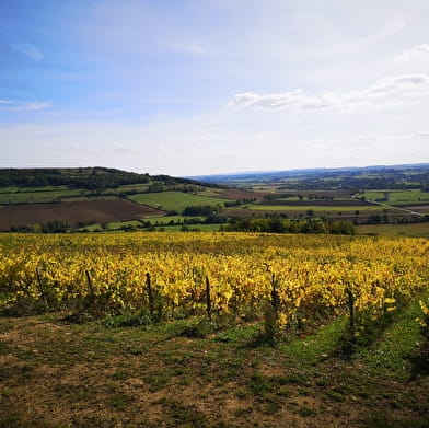 Vignoble de Villaines-Viserny