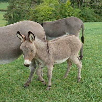 LES ANESSES DE LA CÔTE DU PUITS