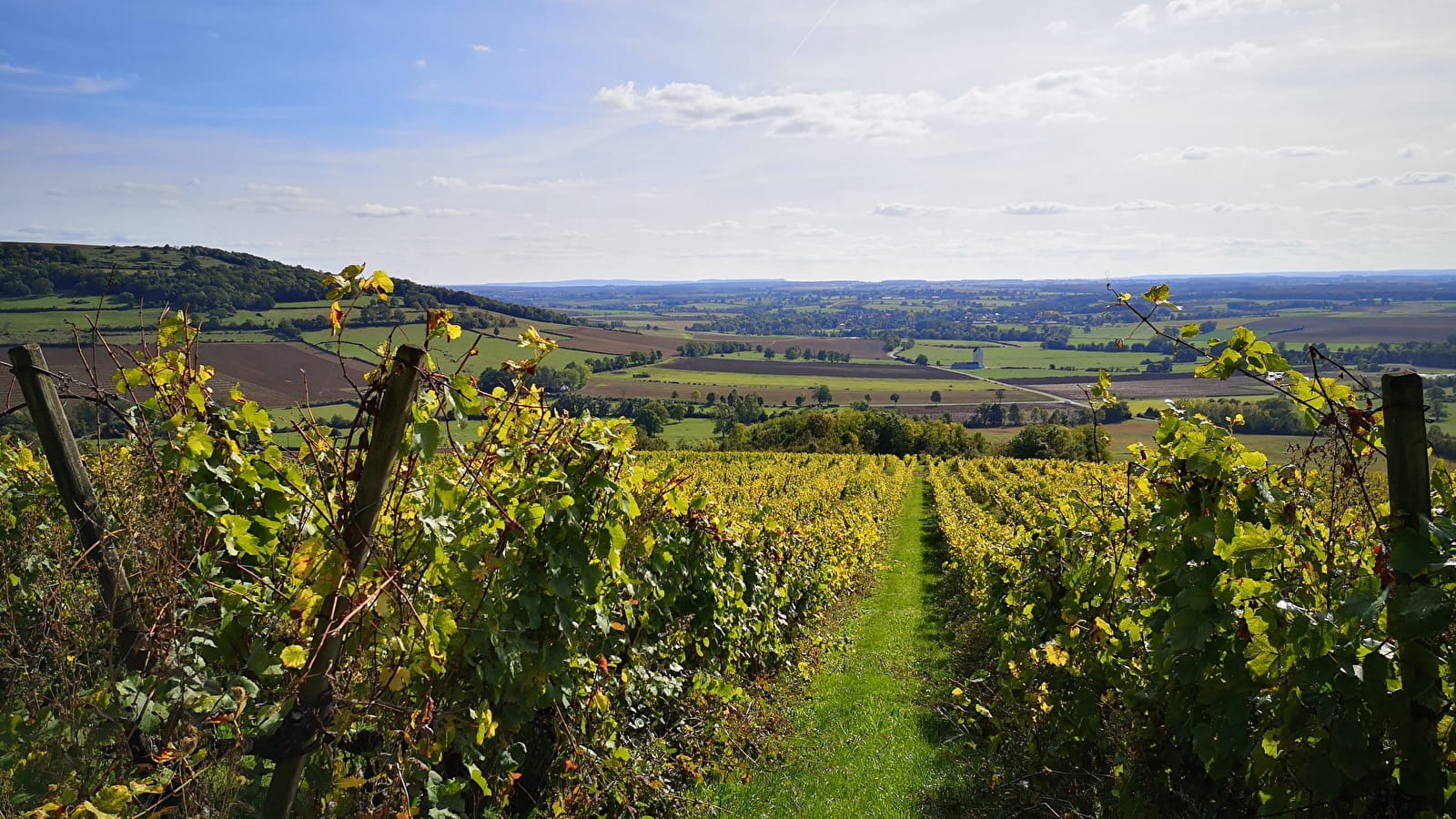 Vignoble de Villaines-Viserny