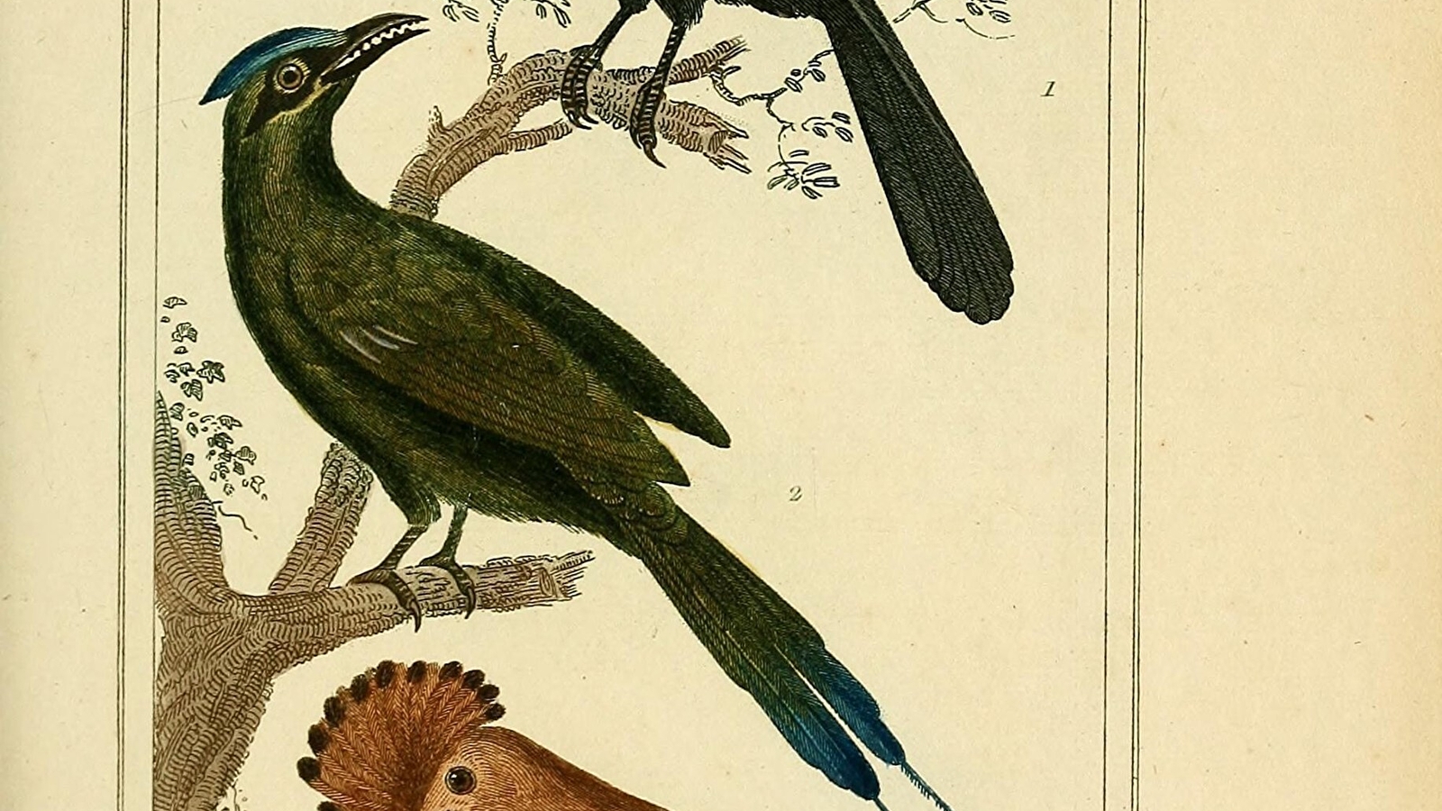 Sur les traces de Buffon à la découverte de l’avifaune de Montbard