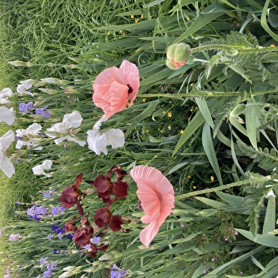 Des jardins solidaires