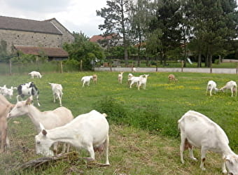 La Corne Vaudrille - SAVOISY