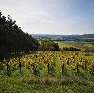 Vignoble de Villaines-Viserny